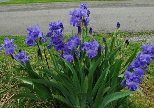 Photo of Tall Bearded Iris (Iris 'Yaquina Blue') uploaded by shive1