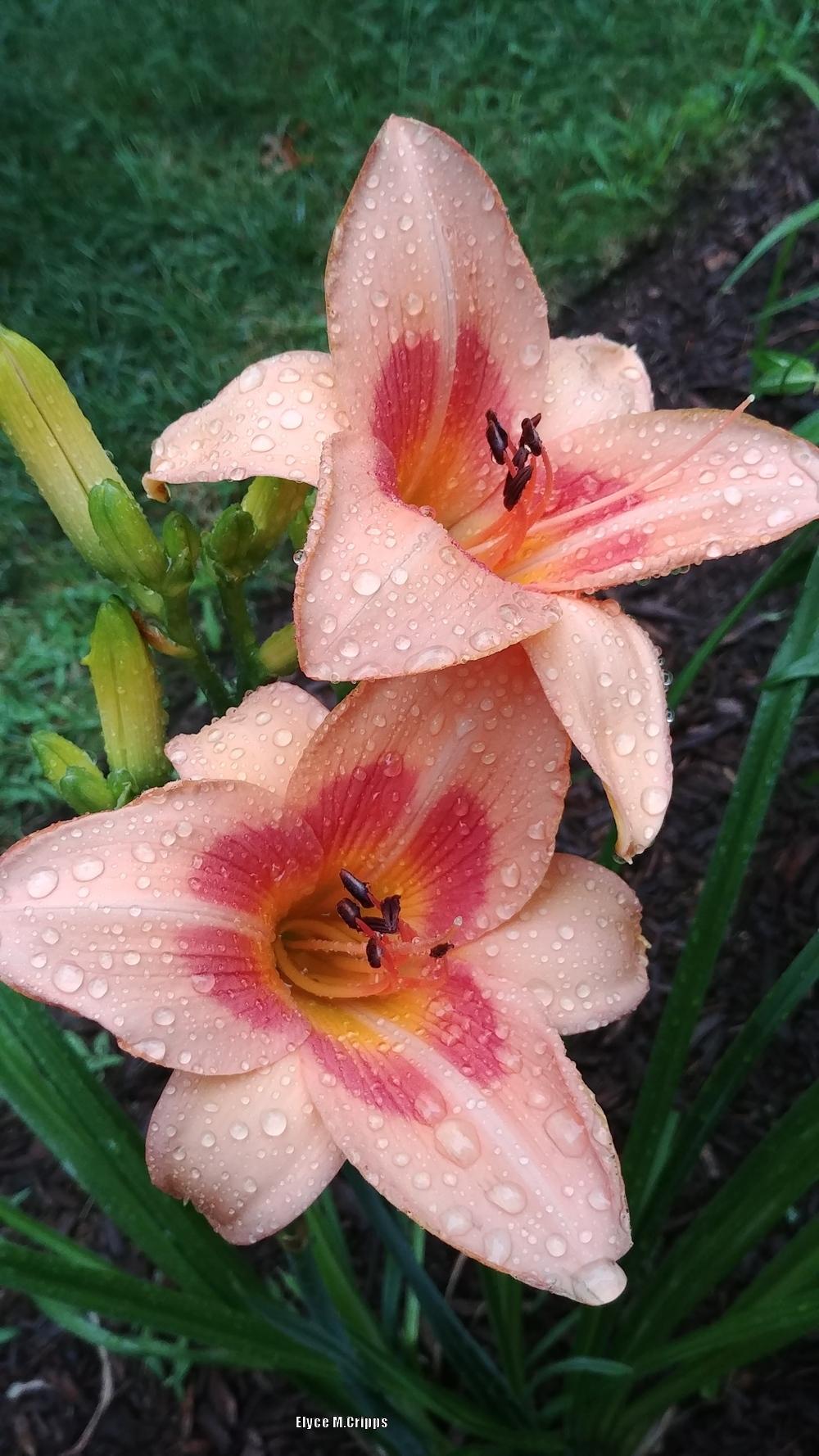 Photo of Daylily (Hemerocallis 'Real Wind') uploaded by ElyceC