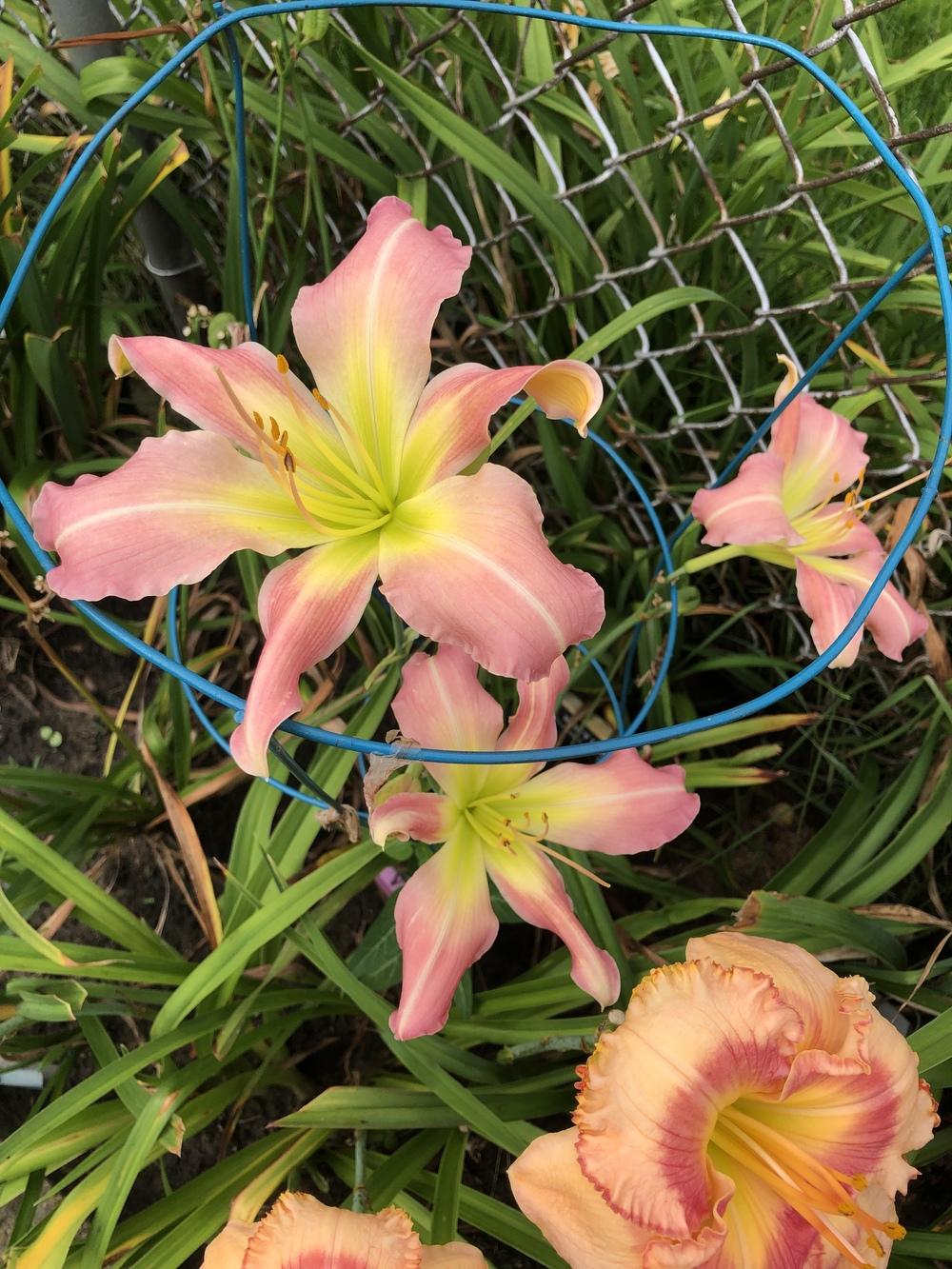 Photo of Daylily (Hemerocallis 'Sisters in Pink') uploaded by Lilydaydreamer