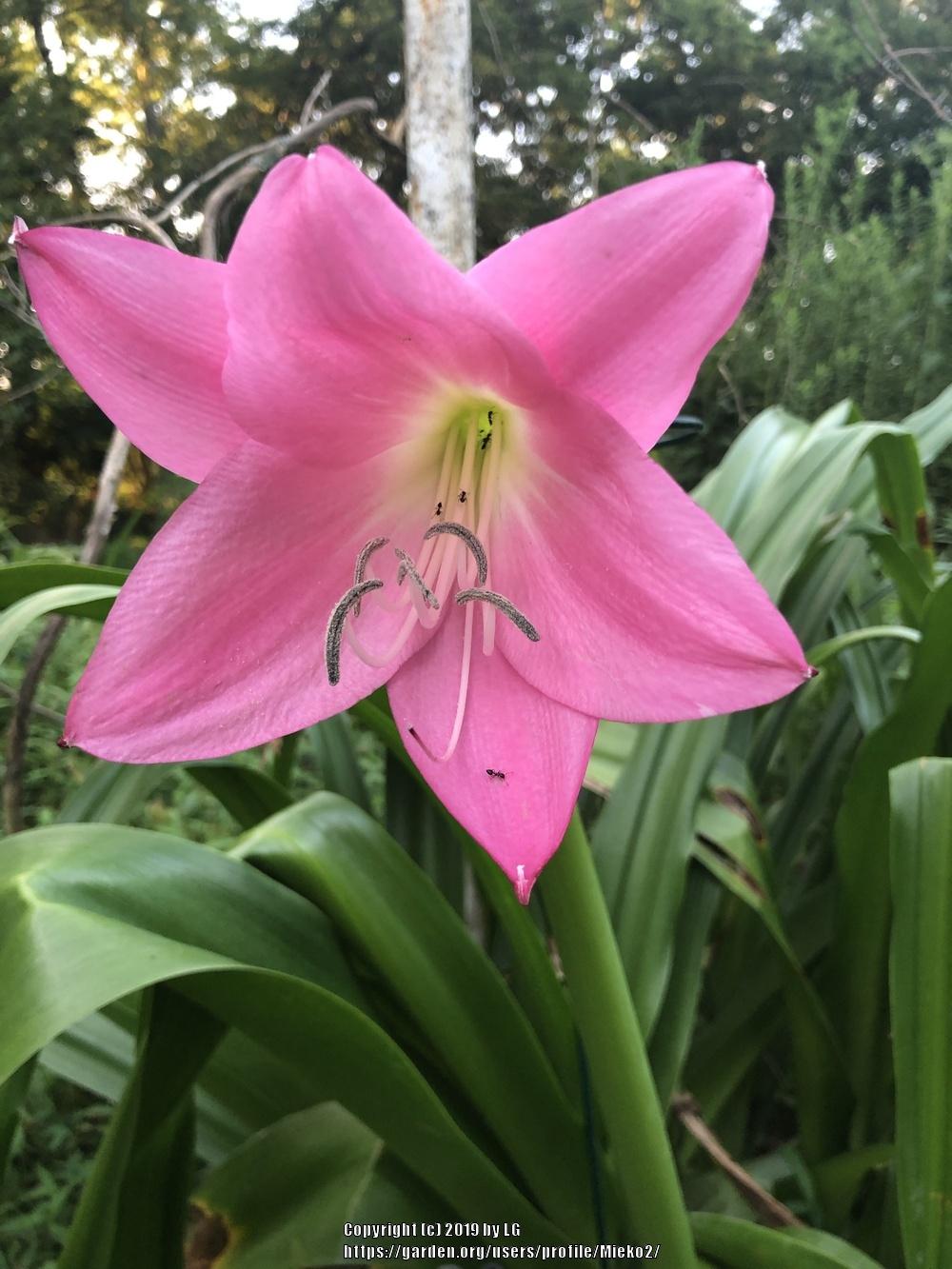 Photo of Crinum 'Pink Floyd' uploaded by Mieko2