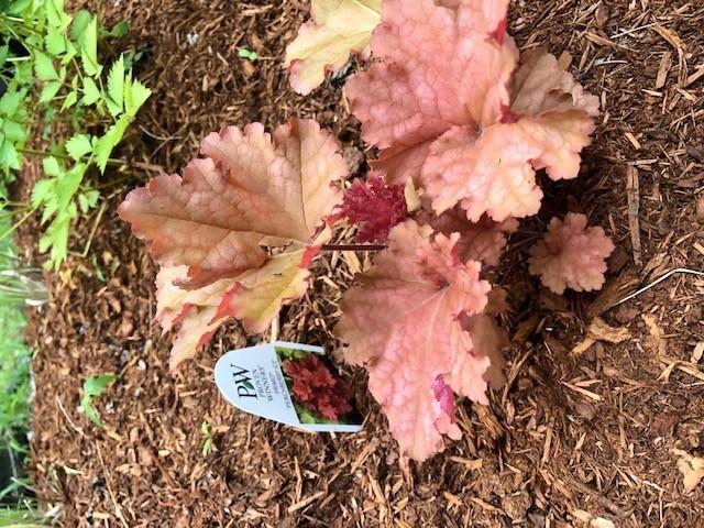Photo of Coral Bells (Heuchera Primo™ Peachberry Ice) uploaded by NHJenDion