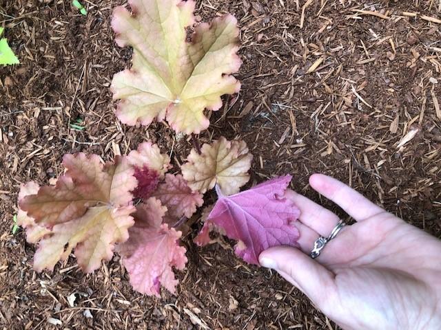Photo of Coral Bells (Heuchera Primo™ Peachberry Ice) uploaded by NHJenDion