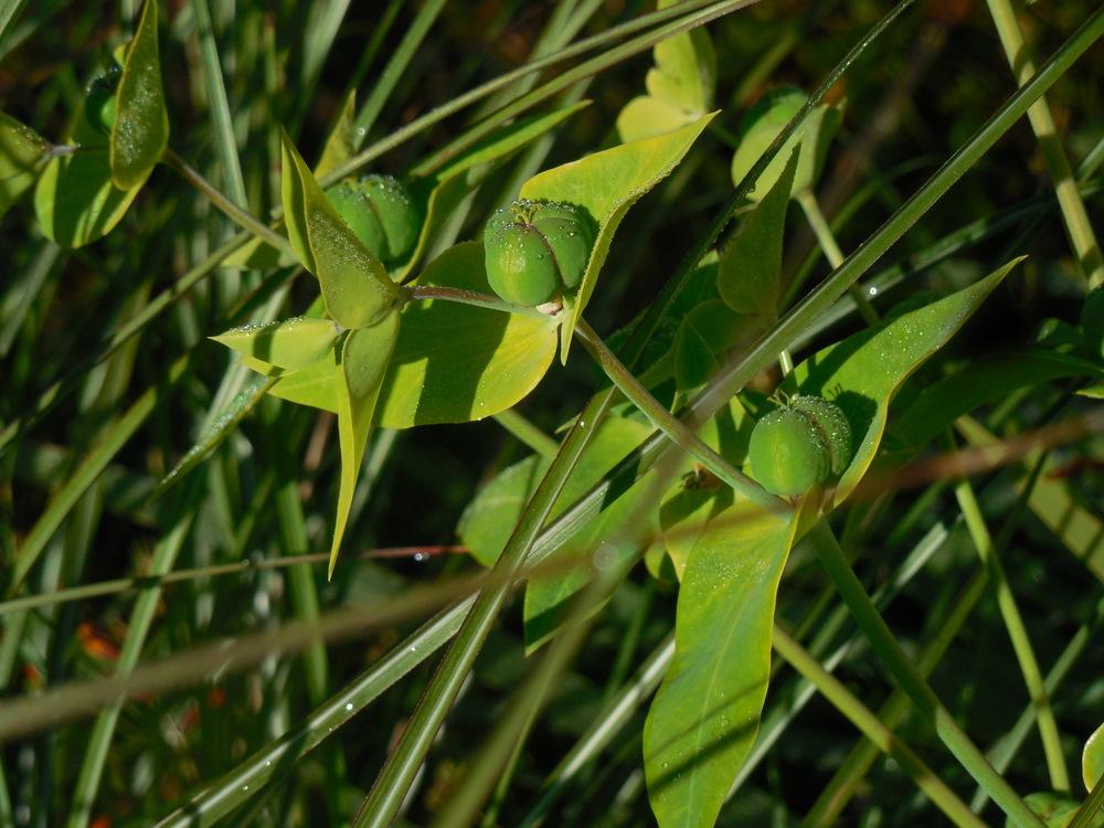 Photo of Gopher Spurge (Euphorbia lathyris) uploaded by wcgypsy