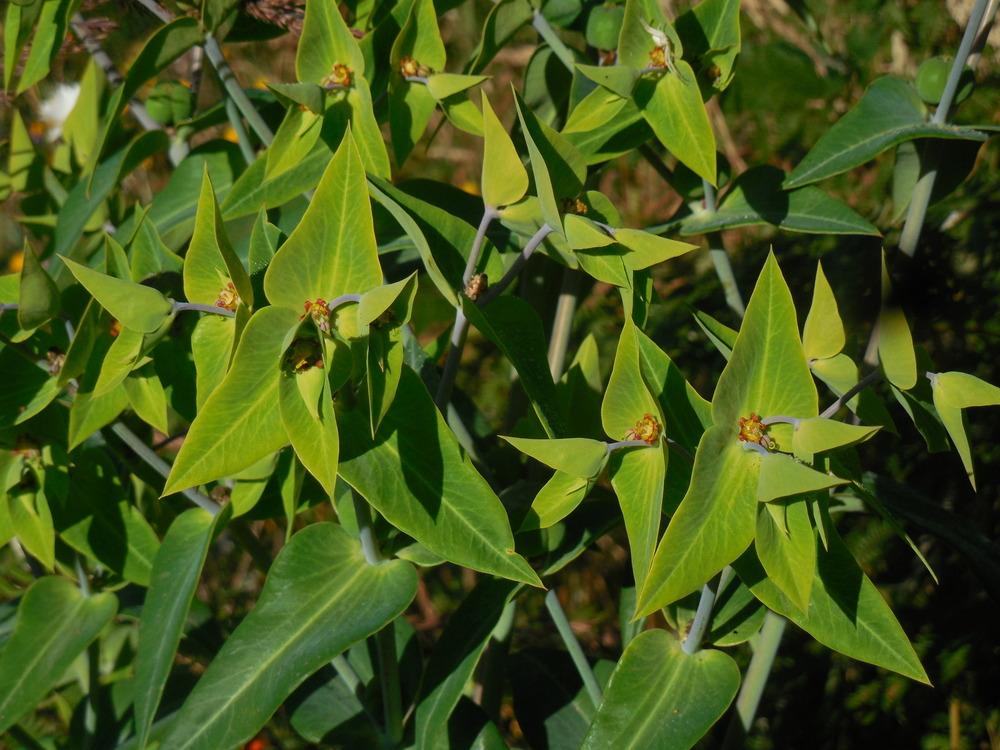 Photo of Gopher Spurge (Euphorbia lathyris) uploaded by wcgypsy
