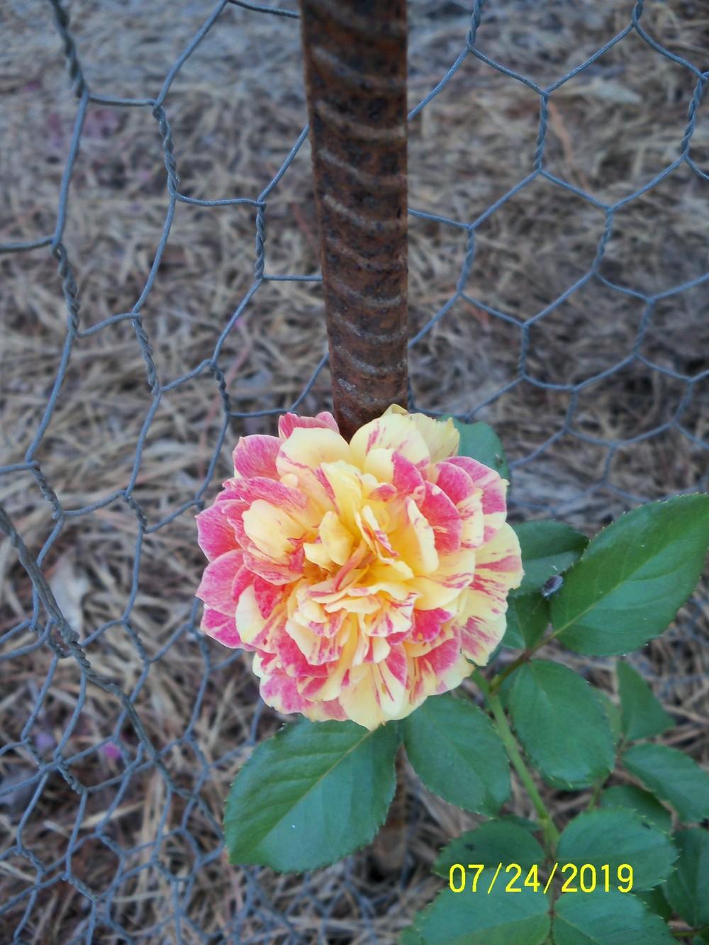 Photo of Rose (Rosa 'La Park') uploaded by Avedon