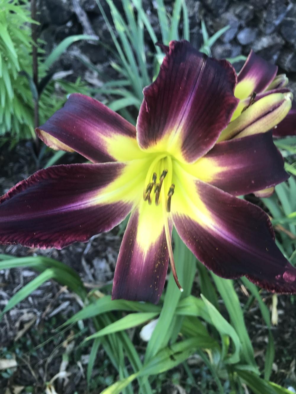 Photo of Daylily (Hemerocallis 'Aliens in the Garden') uploaded by Legalily