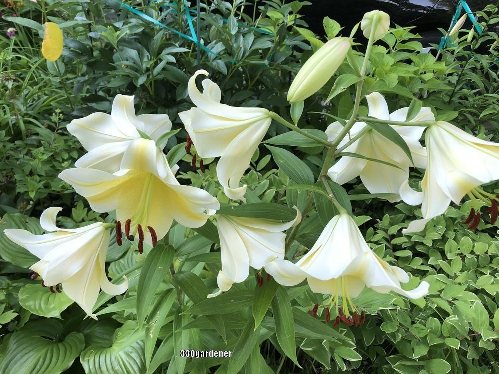 Photo of Lily (Lilium 'Conca d'Or') uploaded by crawgarden