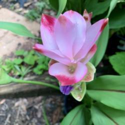 Location: My yard, Florida
Date: 2019-07-25
Beautiful new plant from a new trademarked series
