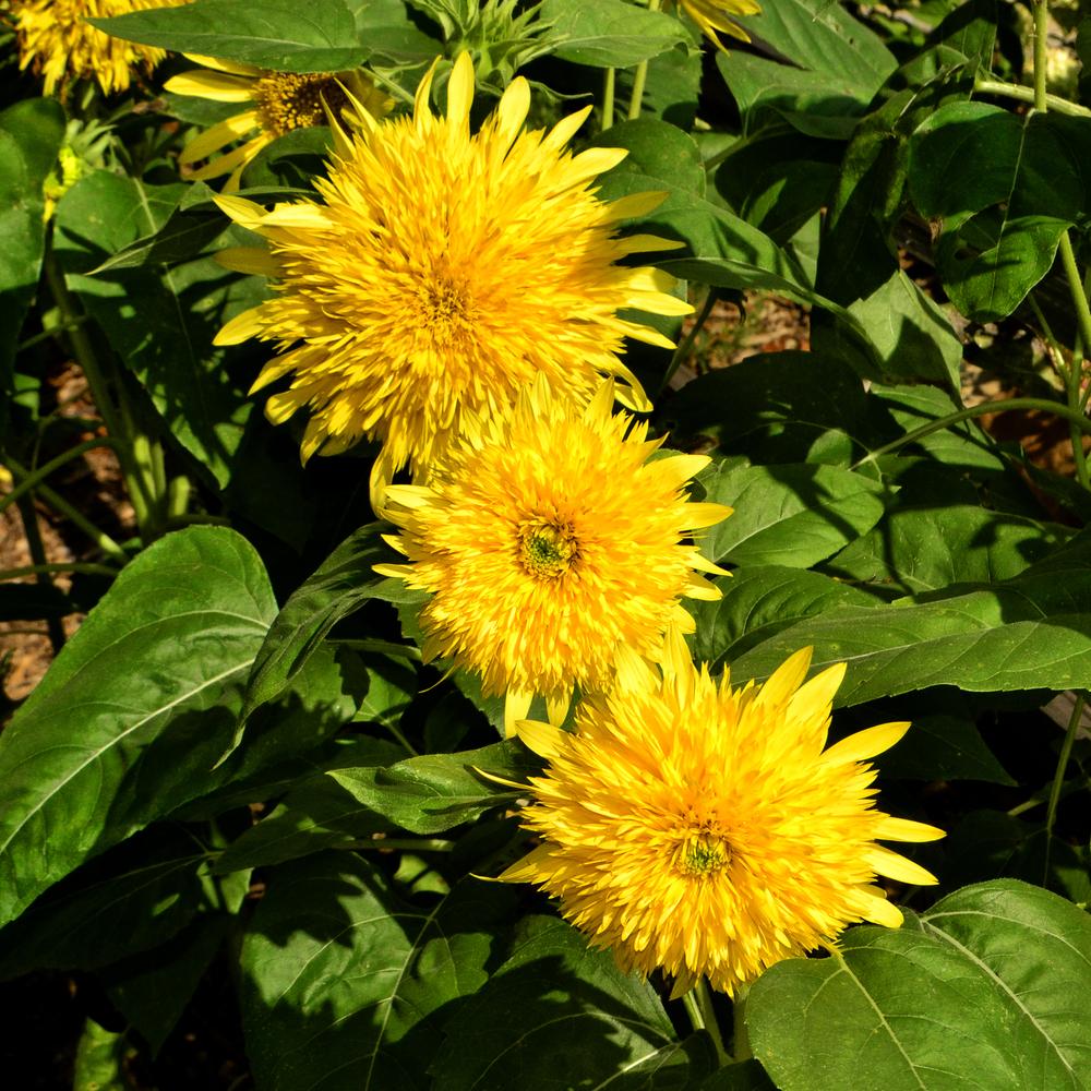 Photo of Dwarf Sunflower (Helianthus annuus 'Teddy Bear') uploaded by dawiz1753