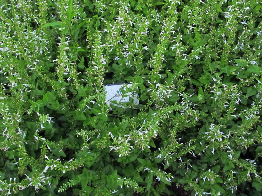 Photo of Salvia (Salvia coccinea Summer Jewel™ White) uploaded by jmorth