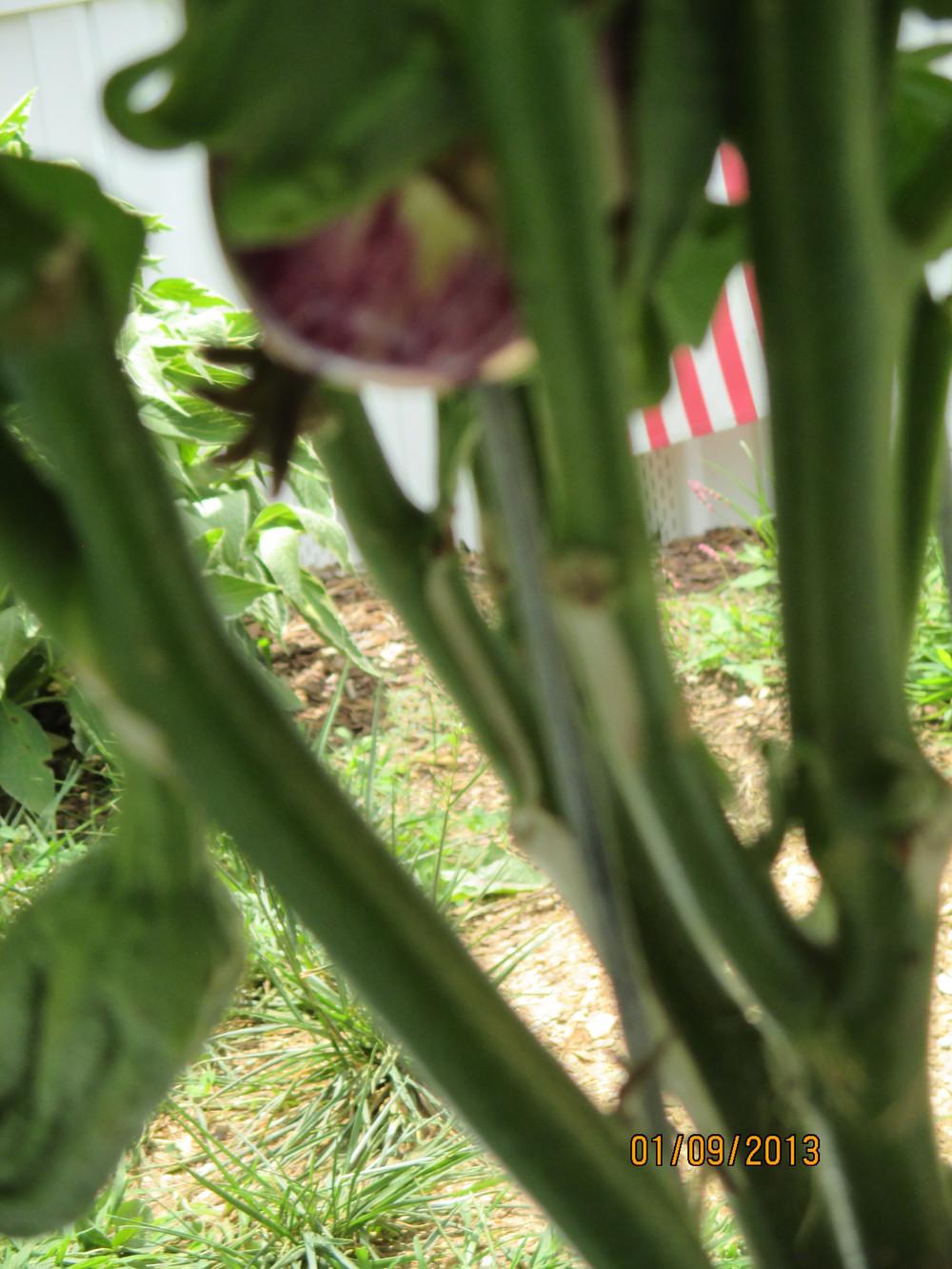 Photo of Eggplant (Solanum melongena 'Listada de Gandia') uploaded by BetNC