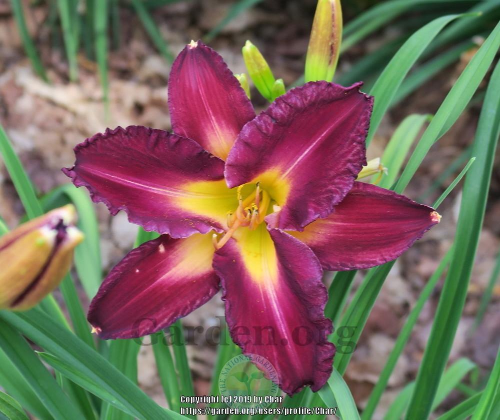 Photo of Daylily (Hemerocallis 'Uniquely Different') uploaded by Char