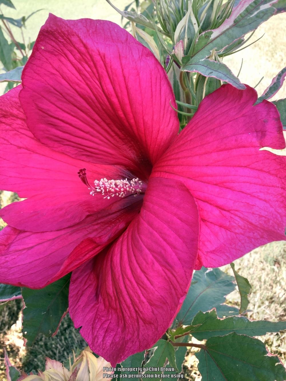Photo of Hybrid Hardy Hibiscus (Hibiscus 'Summer Carnival') uploaded by clintbrown