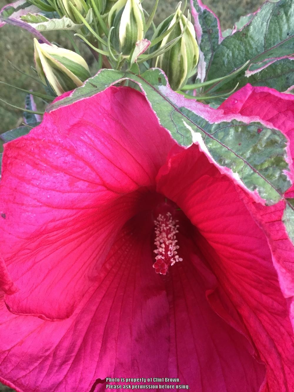 Photo of Hybrid Hardy Hibiscus (Hibiscus 'Summer Carnival') uploaded by clintbrown