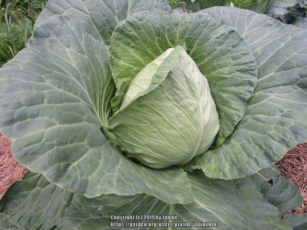 Photo of Cabbage (Brassica oleracea var. capitata 'Early Jersey Wakefield') uploaded by janinilulu