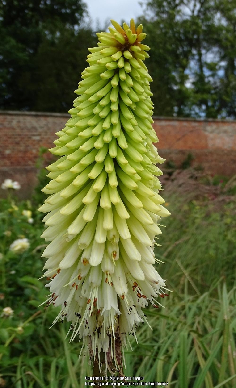 Photo of Red Hot Poker (Kniphofia 'Ice Queen') uploaded by kniphofia