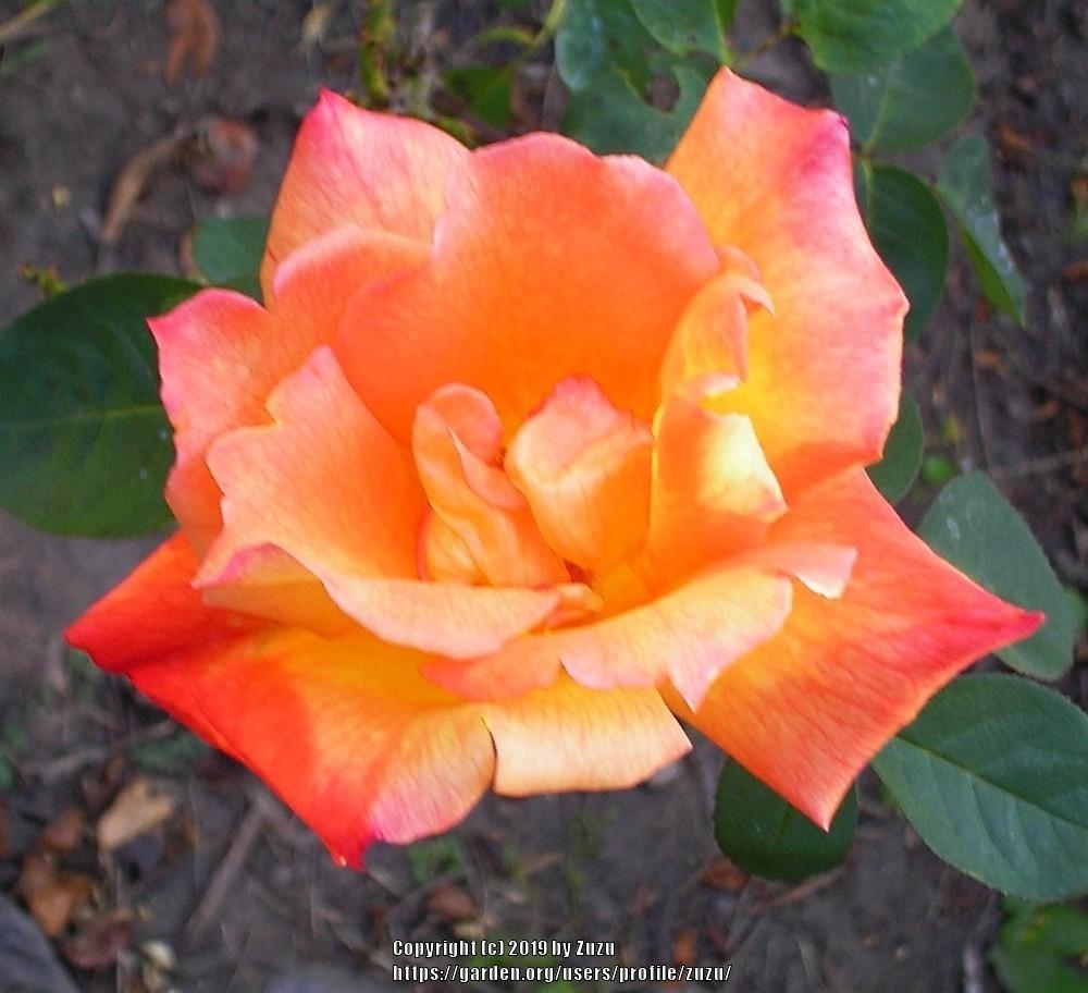 Photo of Rose (Rosa 'Lava Gold') uploaded by zuzu