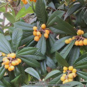Eriobotrya japonica foliage and fruit
