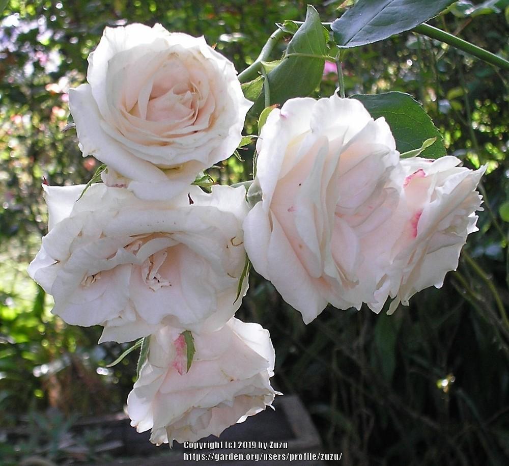 Photo of Rose (Rosa 'Hailstorm') uploaded by zuzu