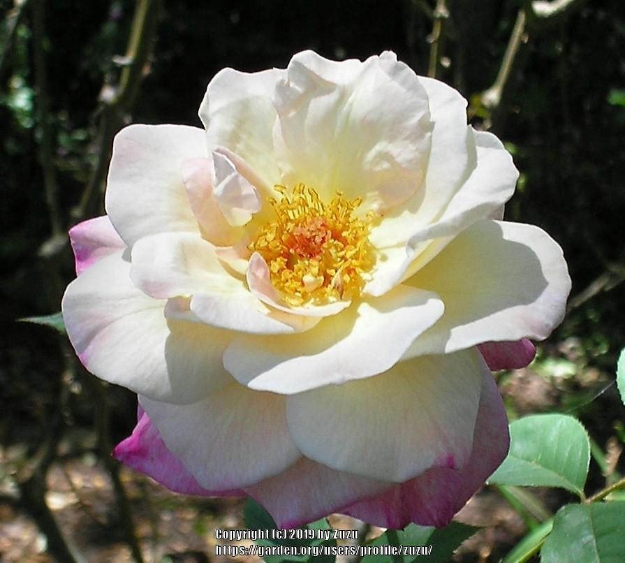 Photo of Rose (Rosa 'Abracadabra') uploaded by zuzu