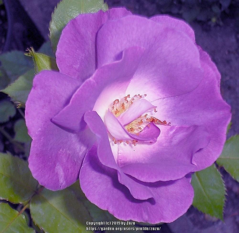 Photo of Floribunda Rose (Rosa 'Blue for You') uploaded by zuzu