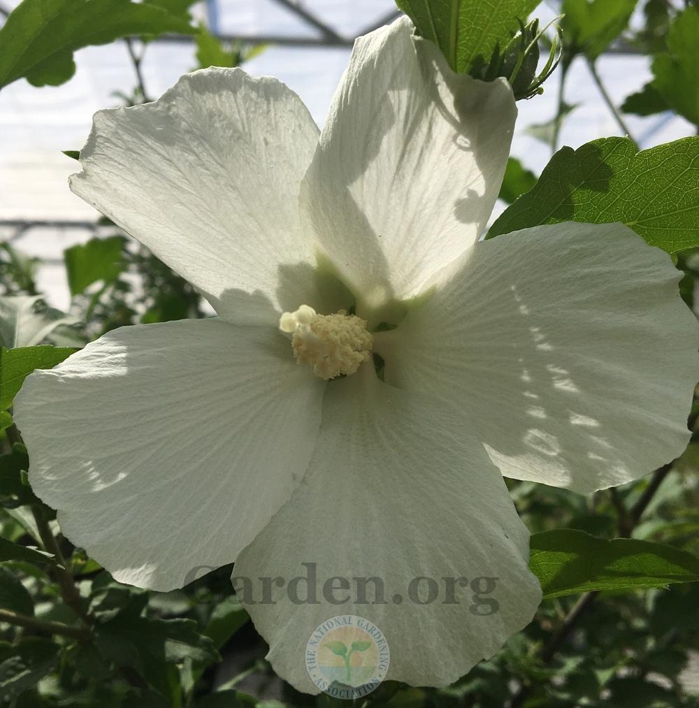 Photo of Althea (Hibiscus syriacus 'Diana') uploaded by BlueOddish