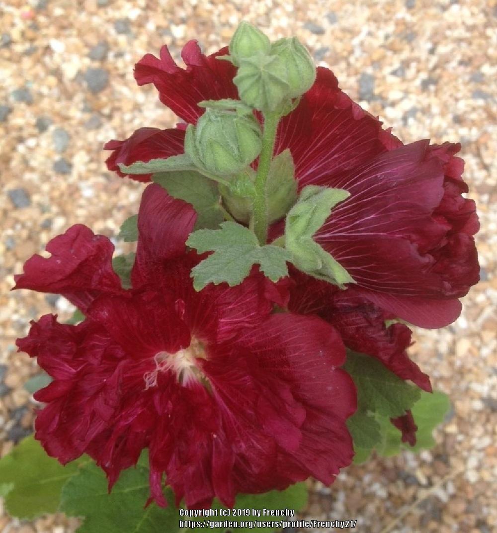 Photo of Hollyhock (Alcea rosea Spring Celebrities™ Crimson) uploaded by Frenchy21