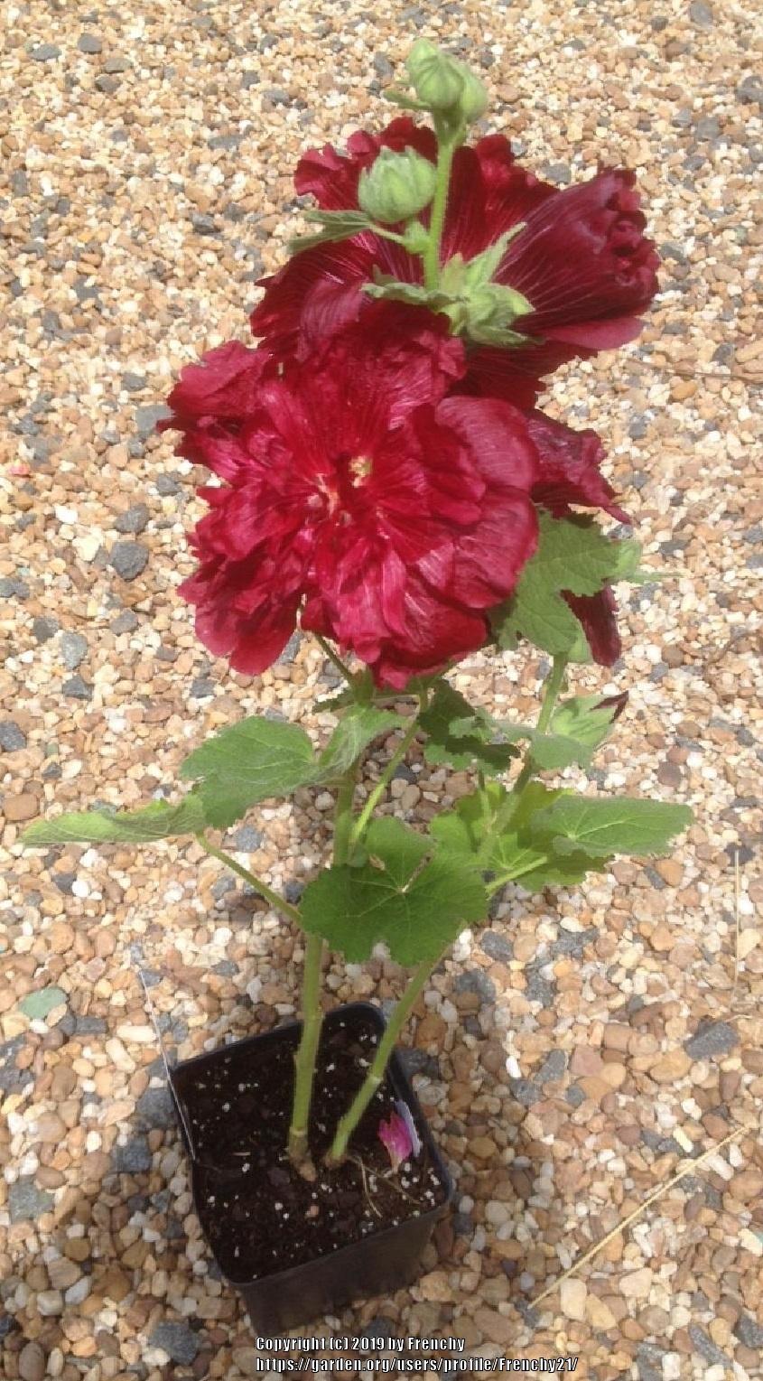 Photo of Hollyhock (Alcea rosea Spring Celebrities™ Crimson) uploaded by Frenchy21