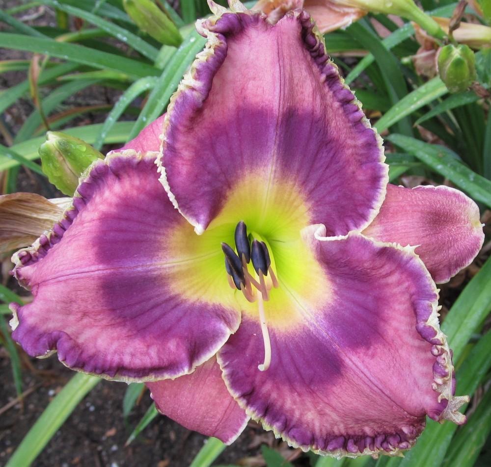 Photo of Daylily (Hemerocallis 'God Save the Queen') uploaded by Sscape