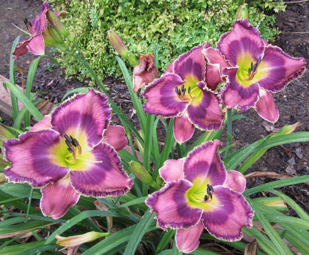Photo of Daylily (Hemerocallis 'God Save the Queen') uploaded by Sscape