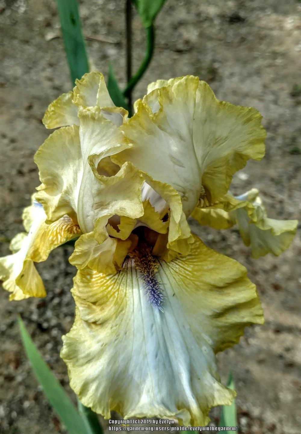 Photo of Tall Bearded Iris (Iris 'Ride the Tiger') uploaded by evelyninthegarden