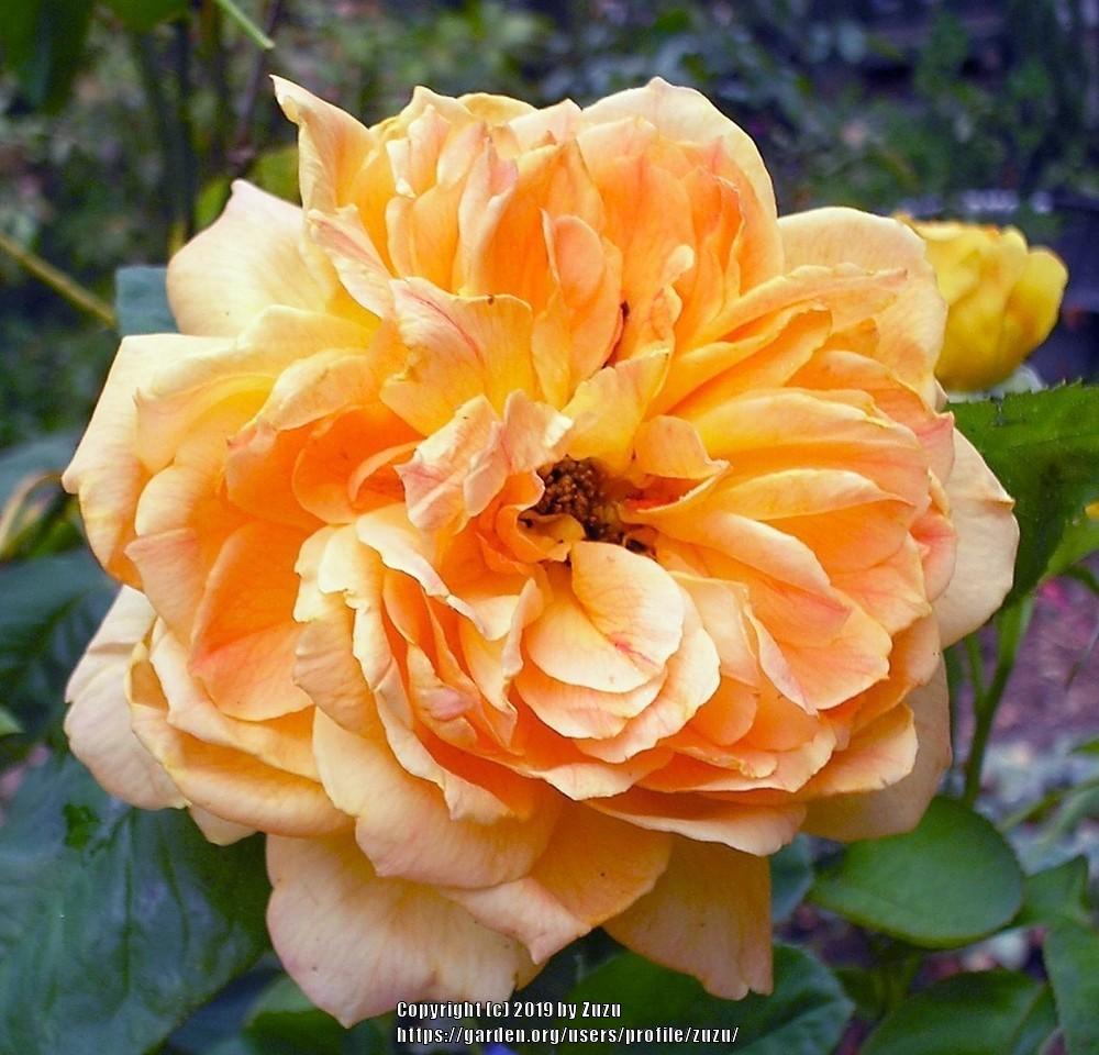 Photo of Rose (Rosa 'Jean Giono') uploaded by zuzu