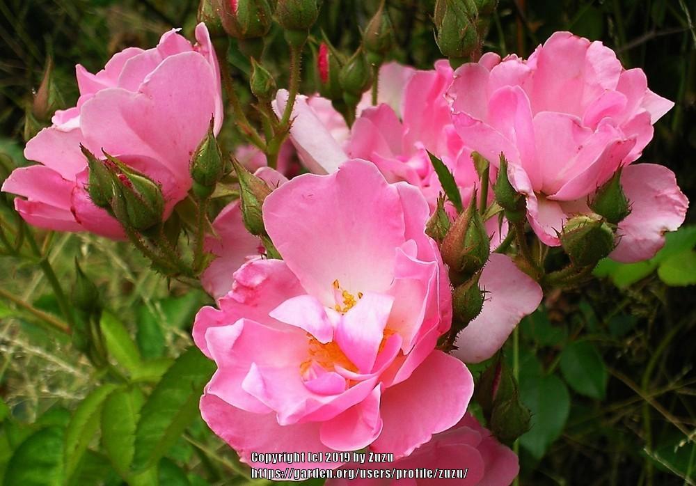 Photo of Rose (Rosa 'Lyric') uploaded by zuzu