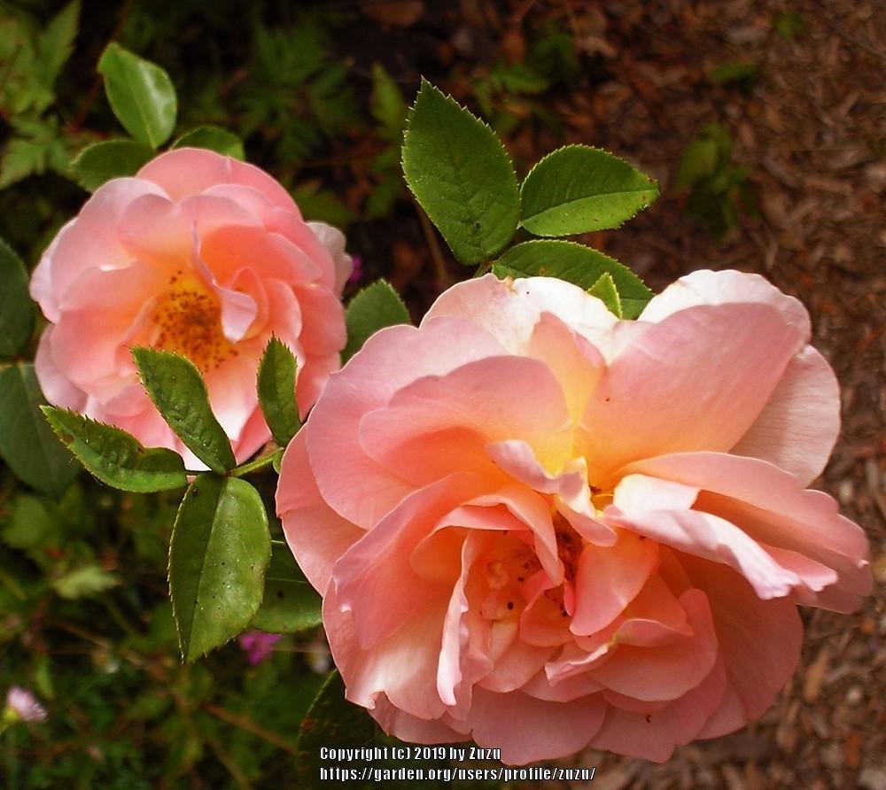 Photo of Rose (Rosa 'Heaven on Earth') uploaded by zuzu