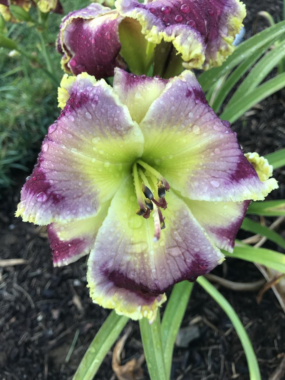 Photo of Daylily (Hemerocallis 'Pray Without Ceasing') uploaded by Legalily