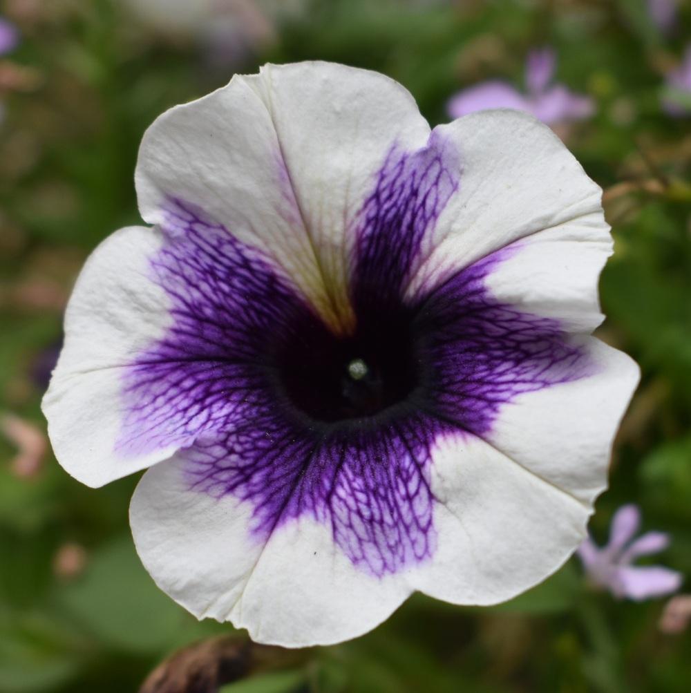 Photo of Petunia Potunia® Purple Halo uploaded by SherriRaye