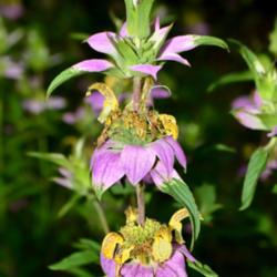 Location: Botanical Gardens of the State of Georgia...Athens, Ga
Date: 2019-07-28
Spotted Bee Balm 007