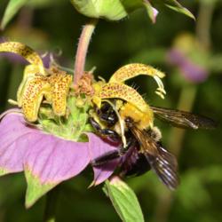 Location: Botanical Gardens of the State of Georgia...Athens, Ga
Date: 2019-07-28
Spotted Bee Balm 005