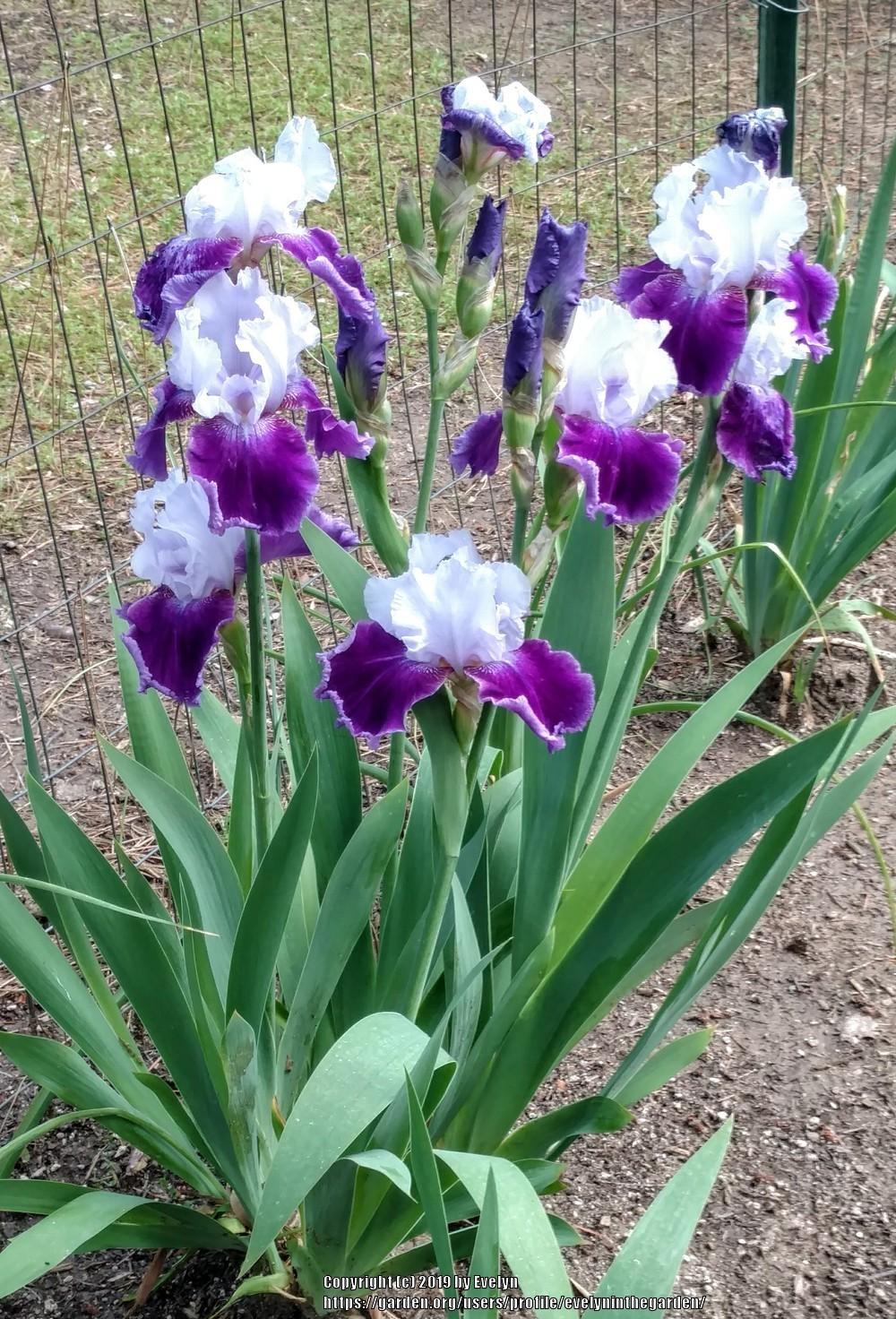 Photo of Irises (Iris) uploaded by evelyninthegarden