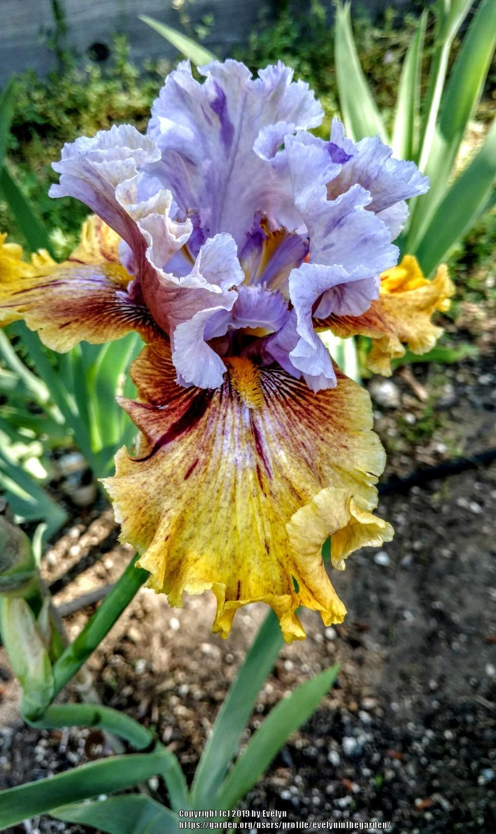 Photo of Tall Bearded Iris (Iris 'Dewuc Whatic') uploaded by evelyninthegarden