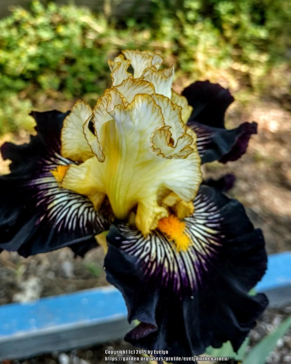 Photo of Tall Bearded Iris (Iris 'Reckless Abandon') uploaded by evelyninthegarden