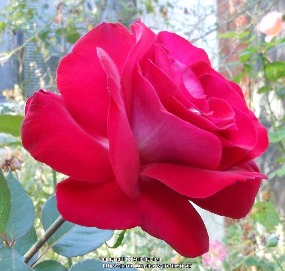 Photo of Rose (Rosa 'Ronald Reagan') uploaded by zuzu