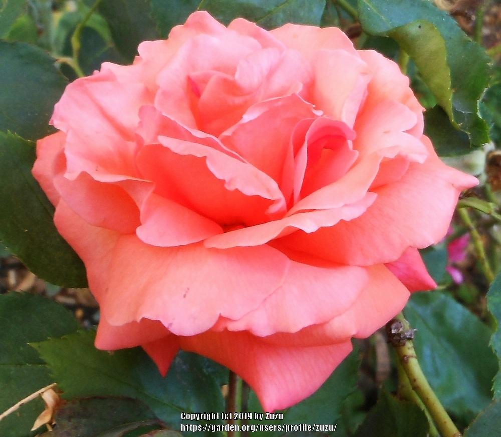 Photo of Rose (Rosa 'Good Life') uploaded by zuzu