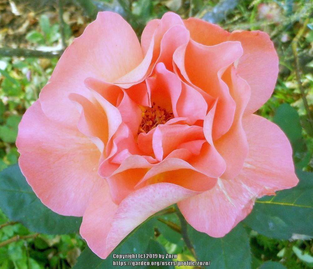 Photo of Rose (Rosa 'Tea Time') uploaded by zuzu