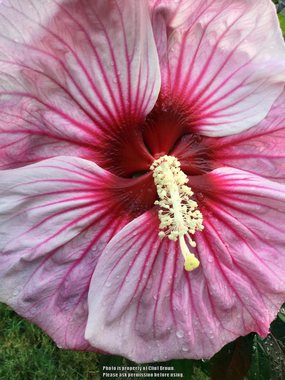 Photo of Hybrid Hardy Hibiscus (Hibiscus Summerific™ Cherry Choco Latte) uploaded by clintbrown
