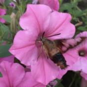 Pollinator is a hummingbird moth.