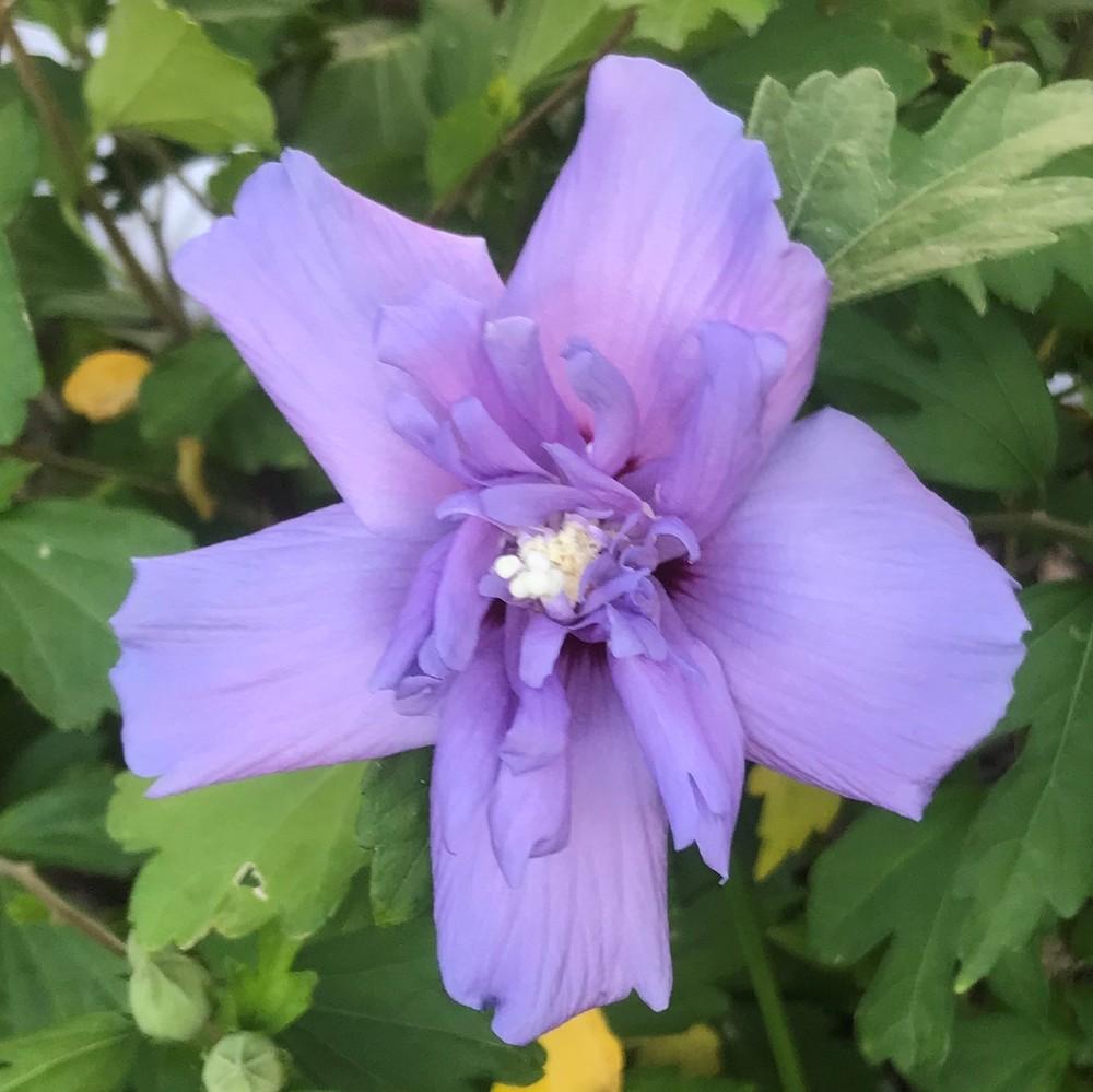 Photo of Rose of Sharon (Hibiscus syriacus Blue Chiffon™) uploaded by joelsted