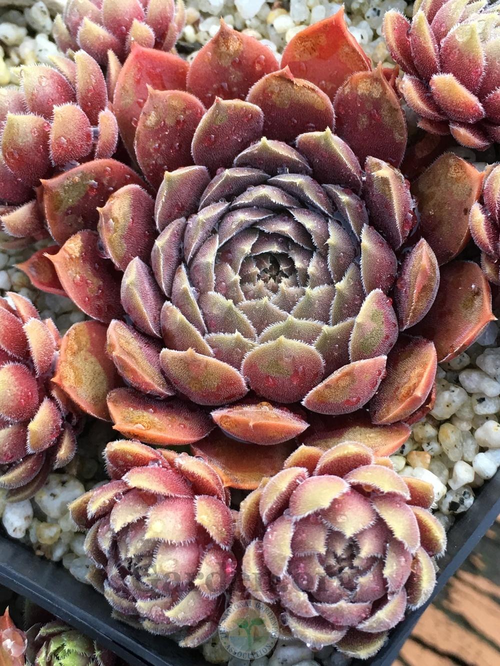 Photo of Hen and chicks (Sempervivum 'Pacific Rosewood') uploaded by springcolor