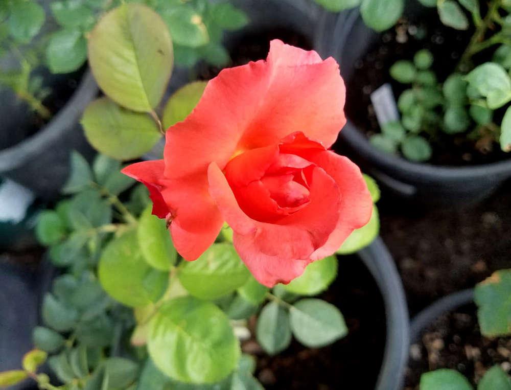 Photo of Rose (Rosa 'Cary Grant') uploaded by Beth_NorCal