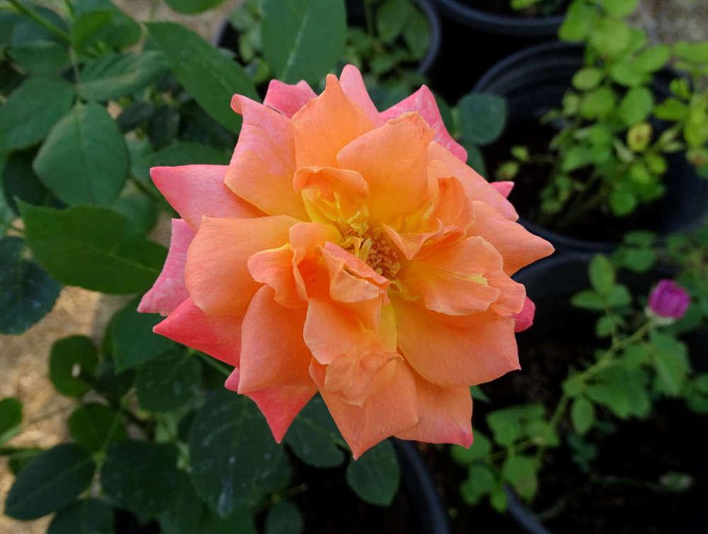 Photo of Rose (Rosa 'Courtoisie') uploaded by Beth_NorCal